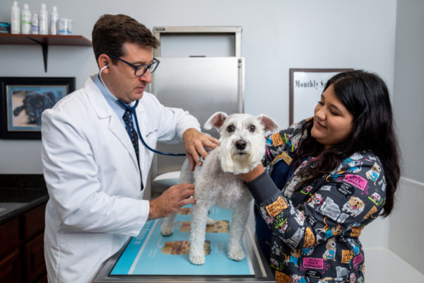 Veterinary Clinic in Prairieville | Veterinarian | Dutchtown Animal Hospital